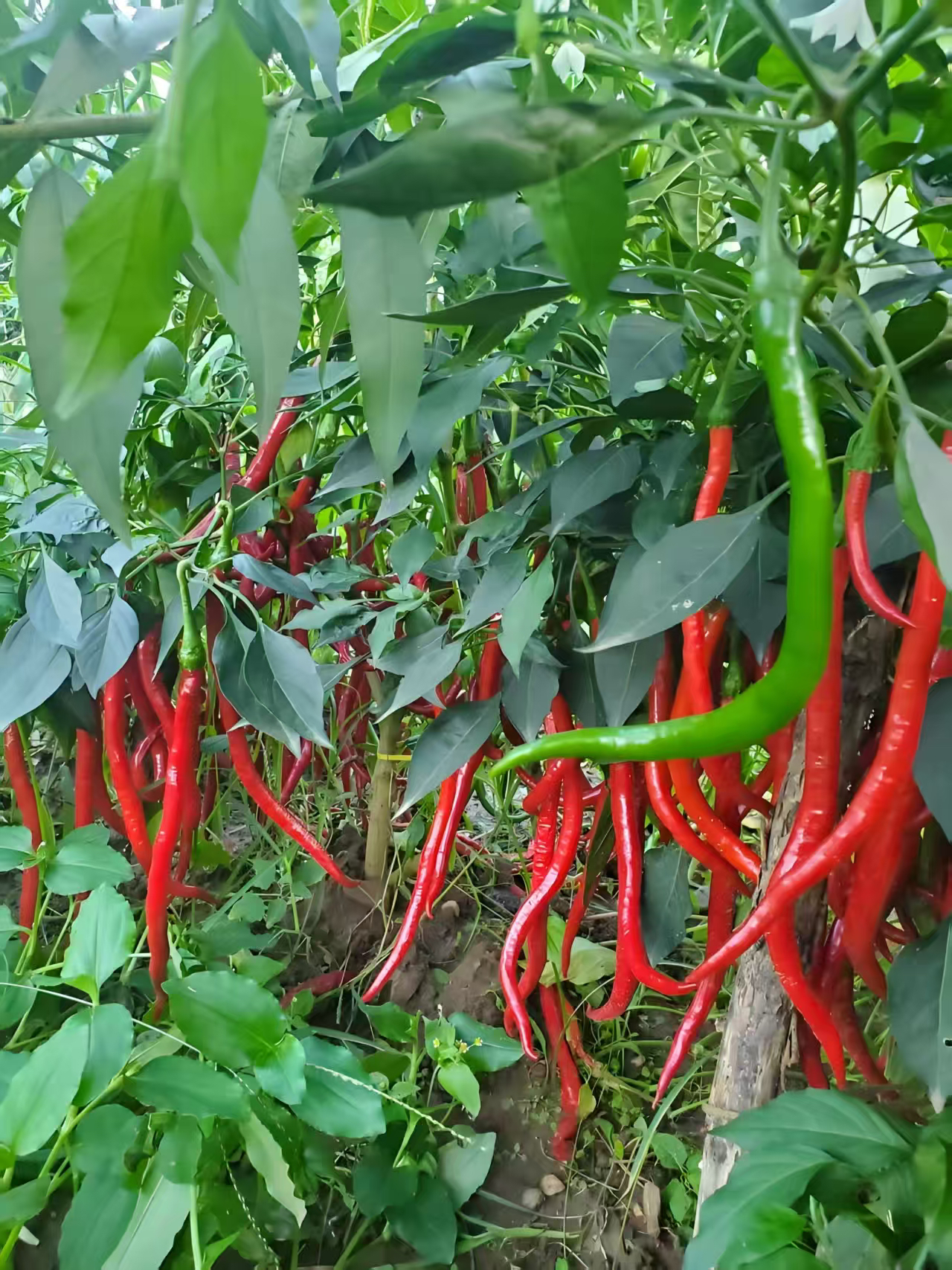 湖南露天辣椒  张家界  桑植