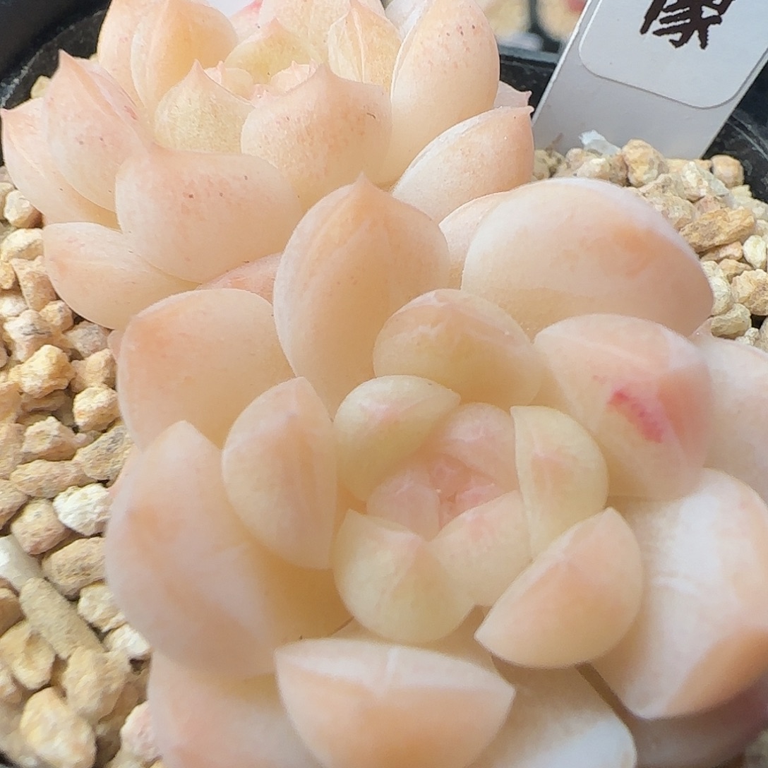 032   蜡像    5厘米盆