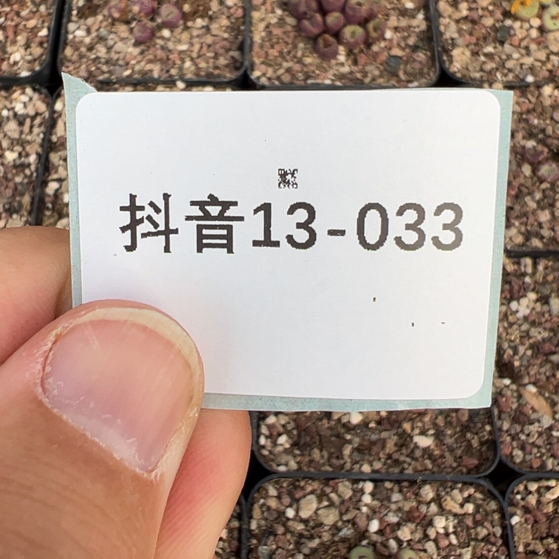 云***613-33肉锥多肉植物大战