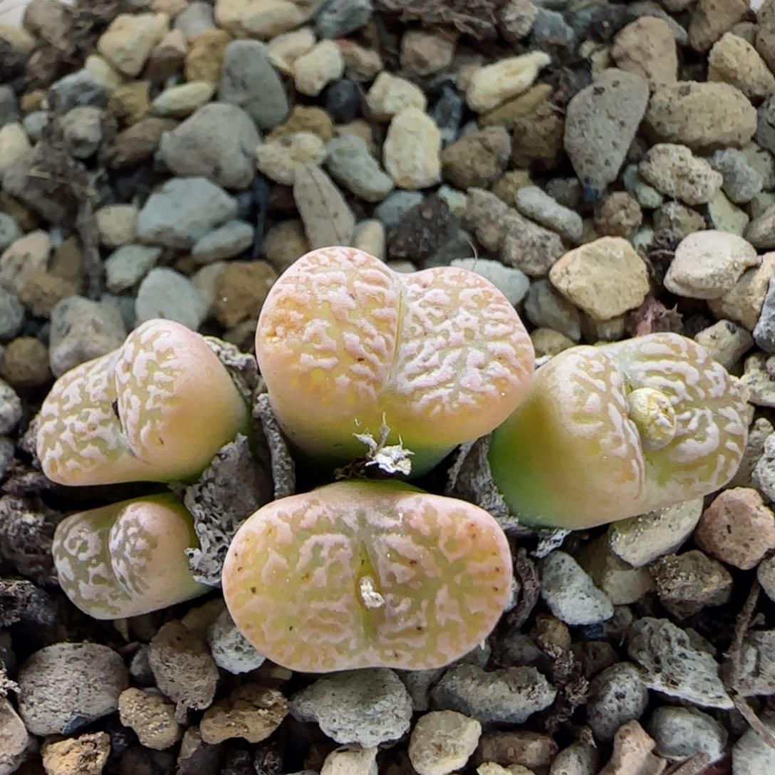 2-5-1-3新年8.8折满58包邮马克杂交脱土