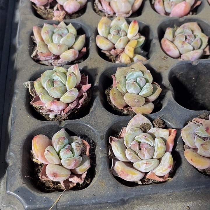 3颗一组小星影3颗
