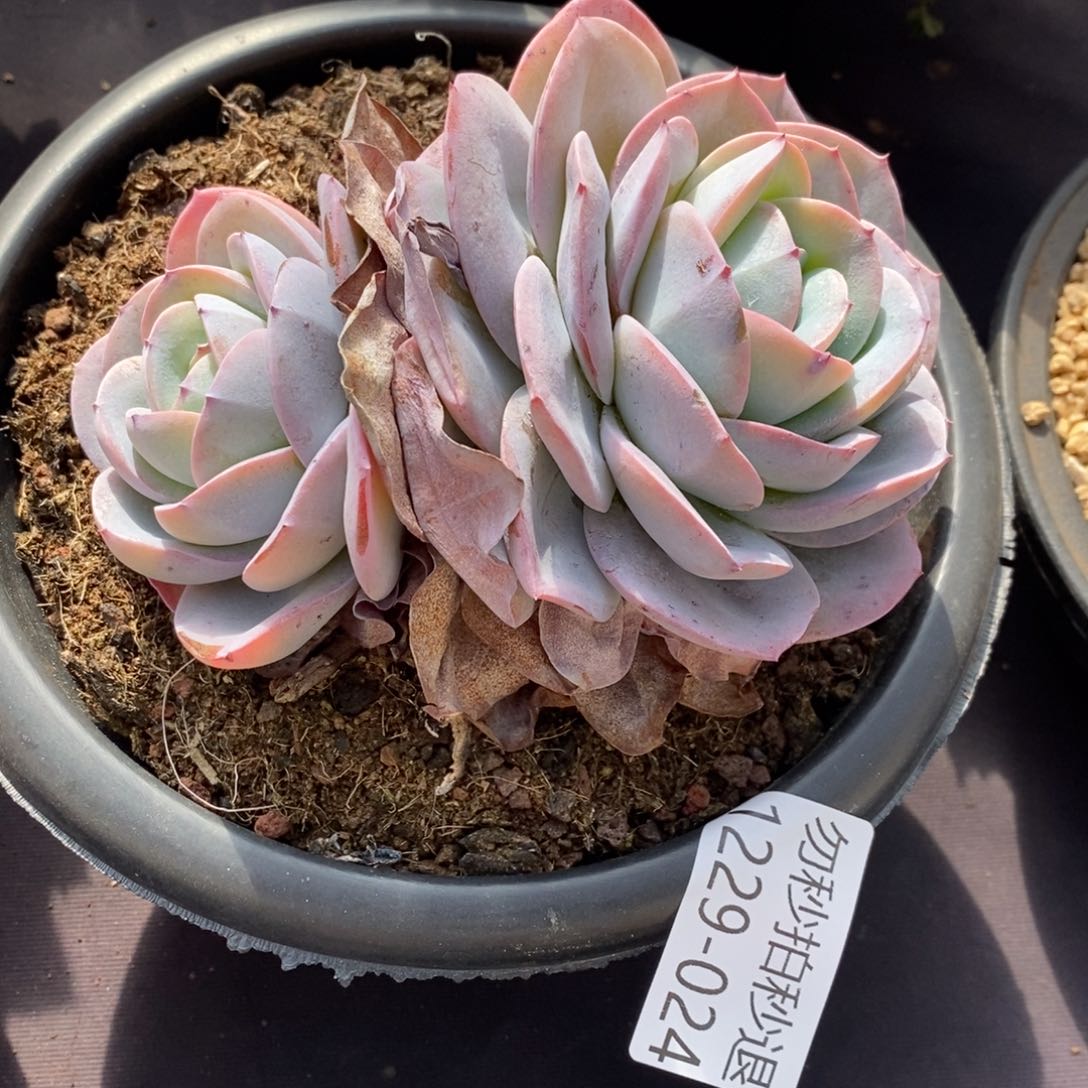 两单包邮1229-24布鲁蓝