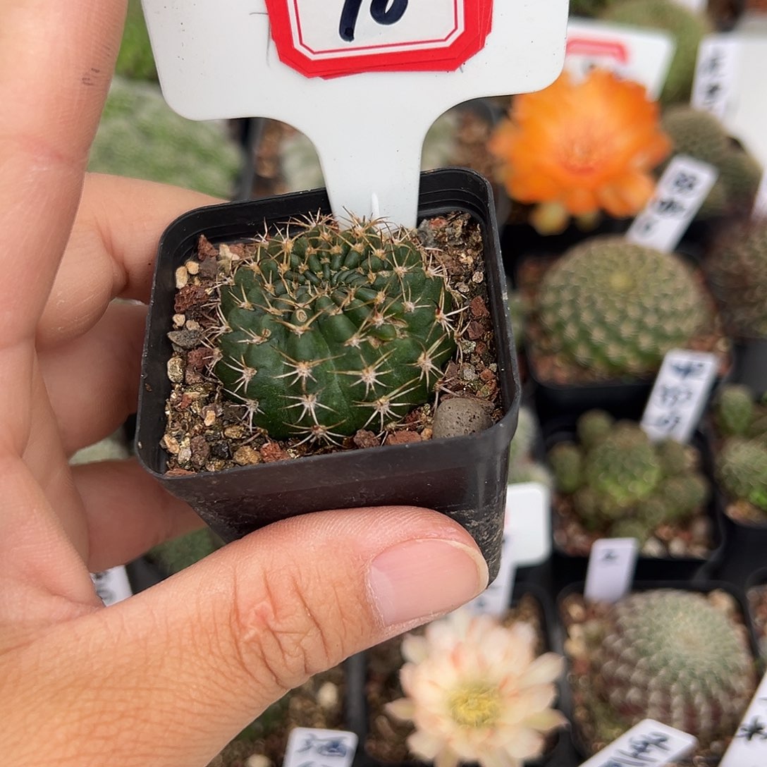 鲸***g10往事一曲相思泪落在我