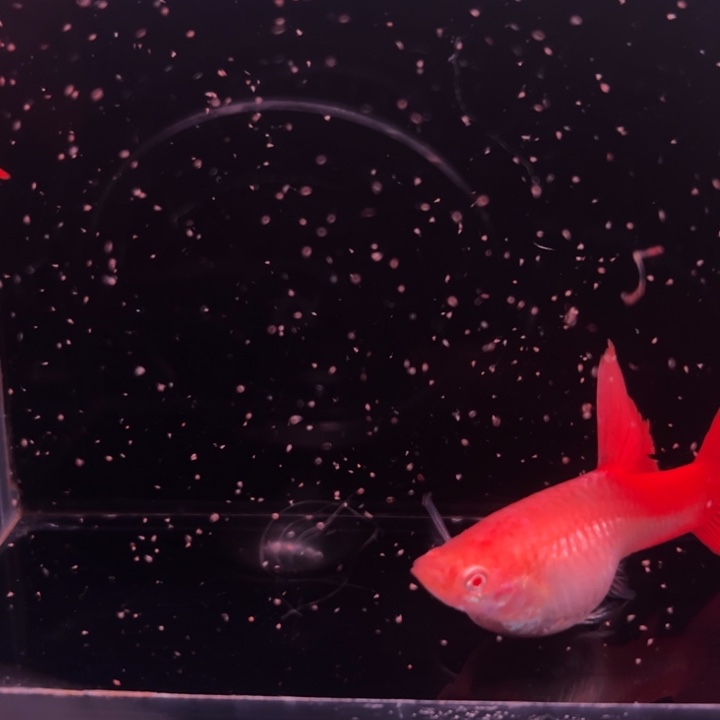 孔雀鱼血红大背1对