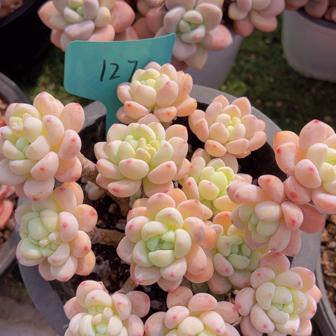 香玉的故事是一个人的故事吗