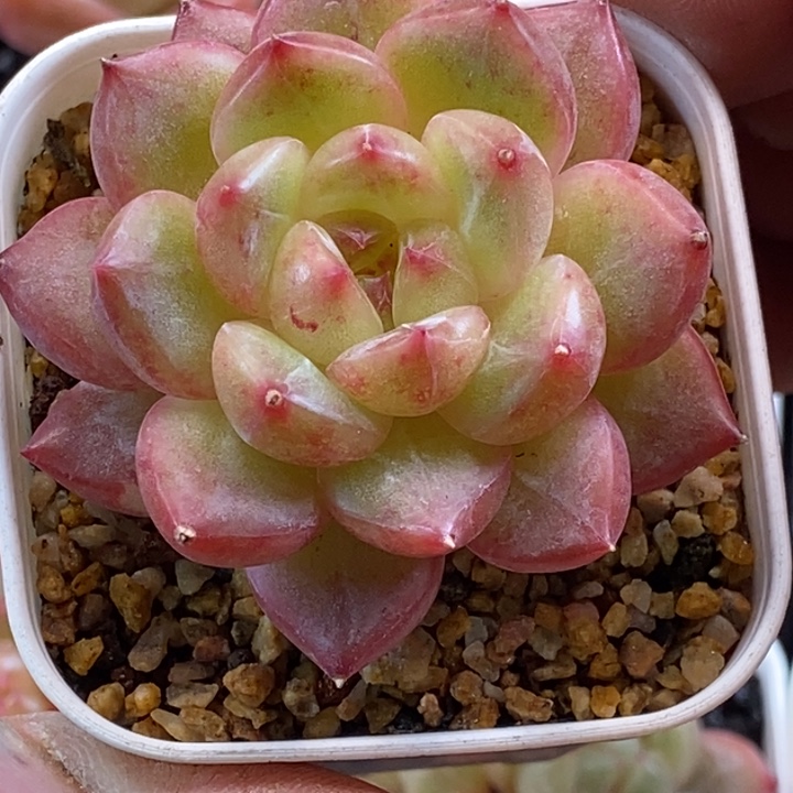 天官赐福吃饭百无禁忌