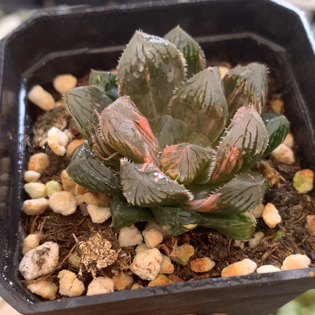 赤斑玉露锦，带盆发货