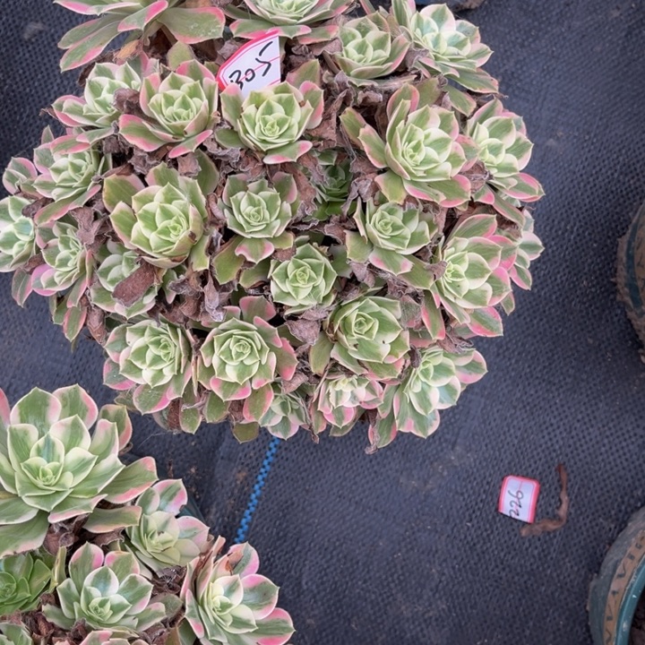 305女妖多肉植物法师