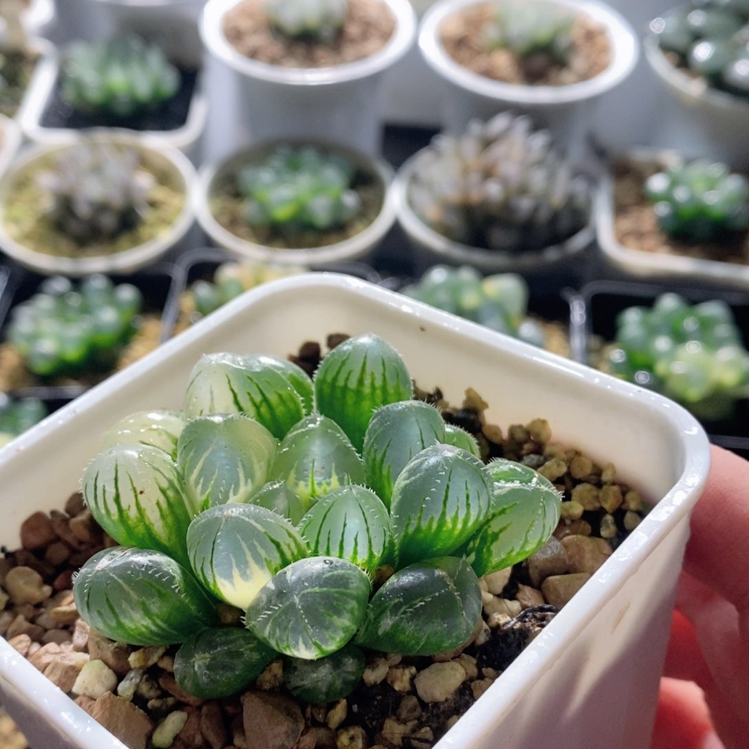 实生玉露锦多肉植物多肉植物