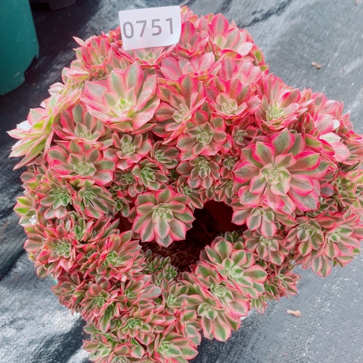 五***五荔枝缀特价多肉发货
