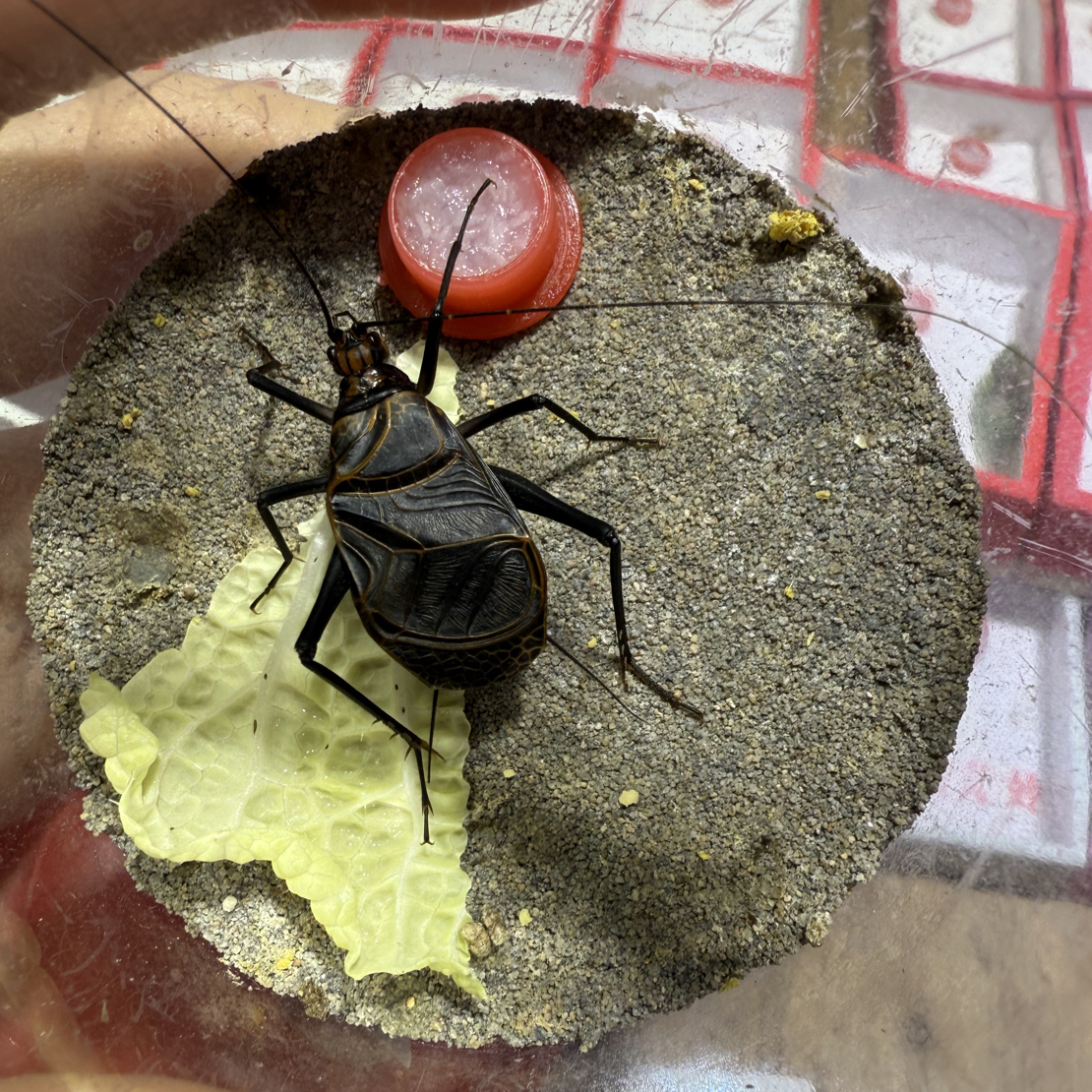 冬人工一麒麟鸣虫