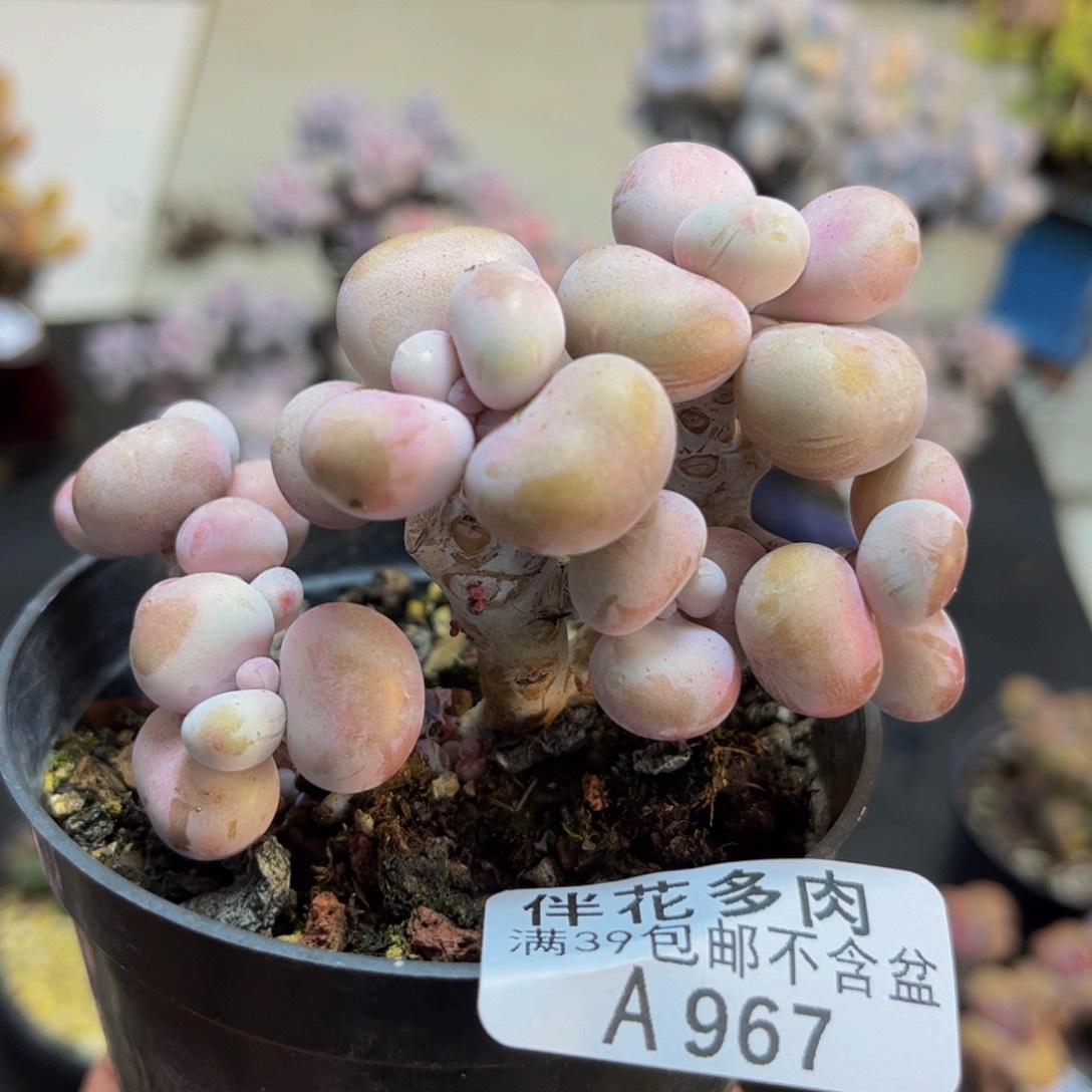 967/5cm腰子桃蛋多肉有砍