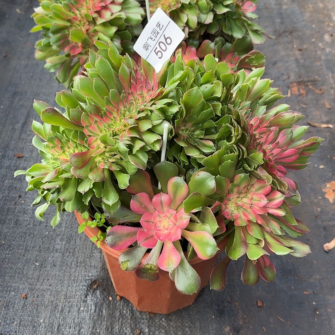 506多肉  高锦香妃缀