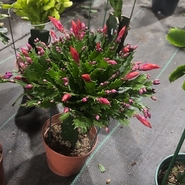 天***码当前无花栽培后可以开花