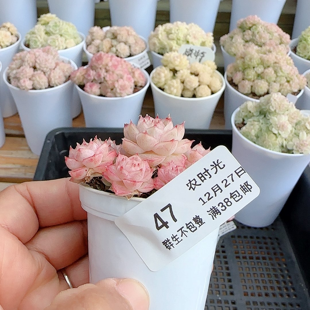 五***膘1227-47（优选麦秆）