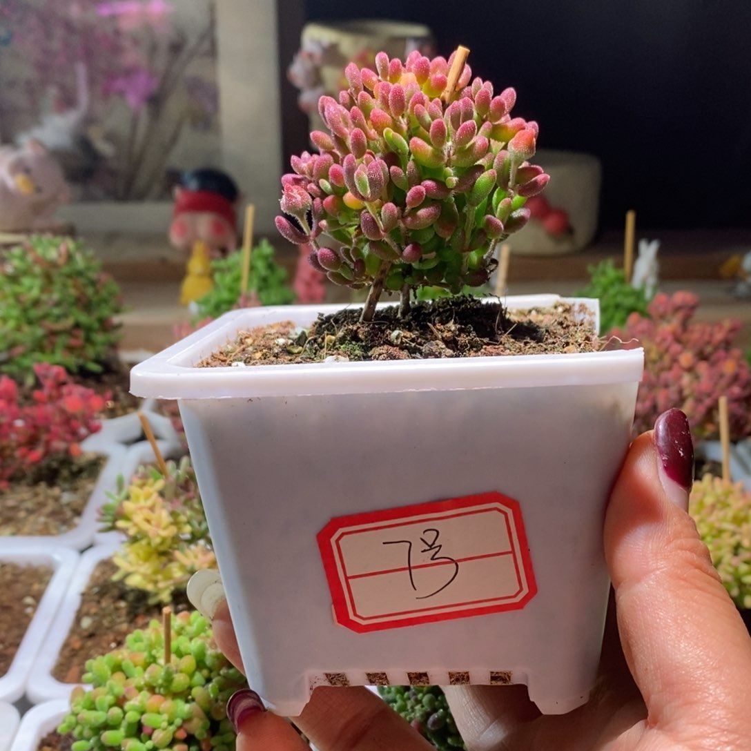 红宝石带盆土发货一物一拍