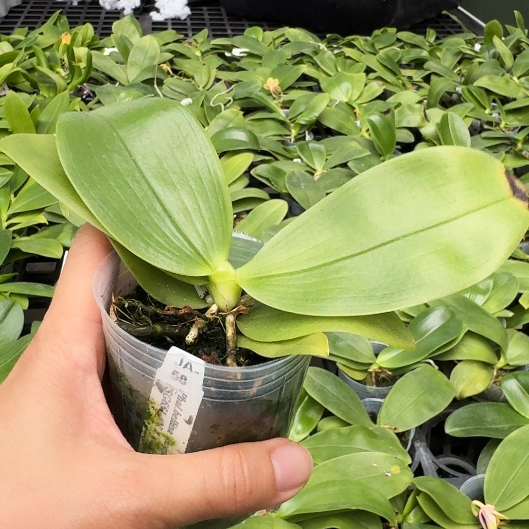 无花朵蓝色贝丽娜2.5 叶损