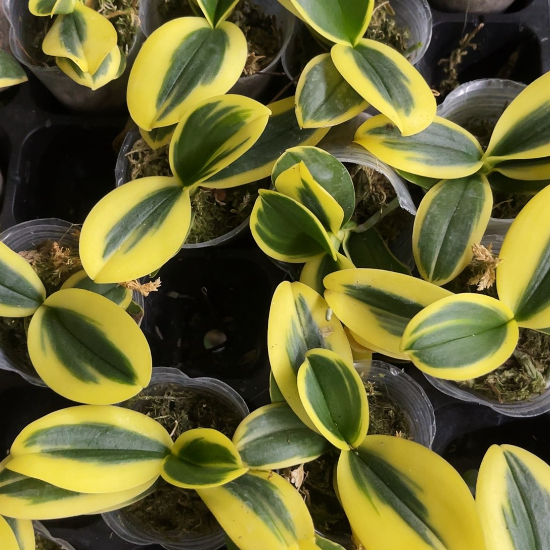 当前无花栽培后可以开花蝴蝶兰金边咖啡1.7