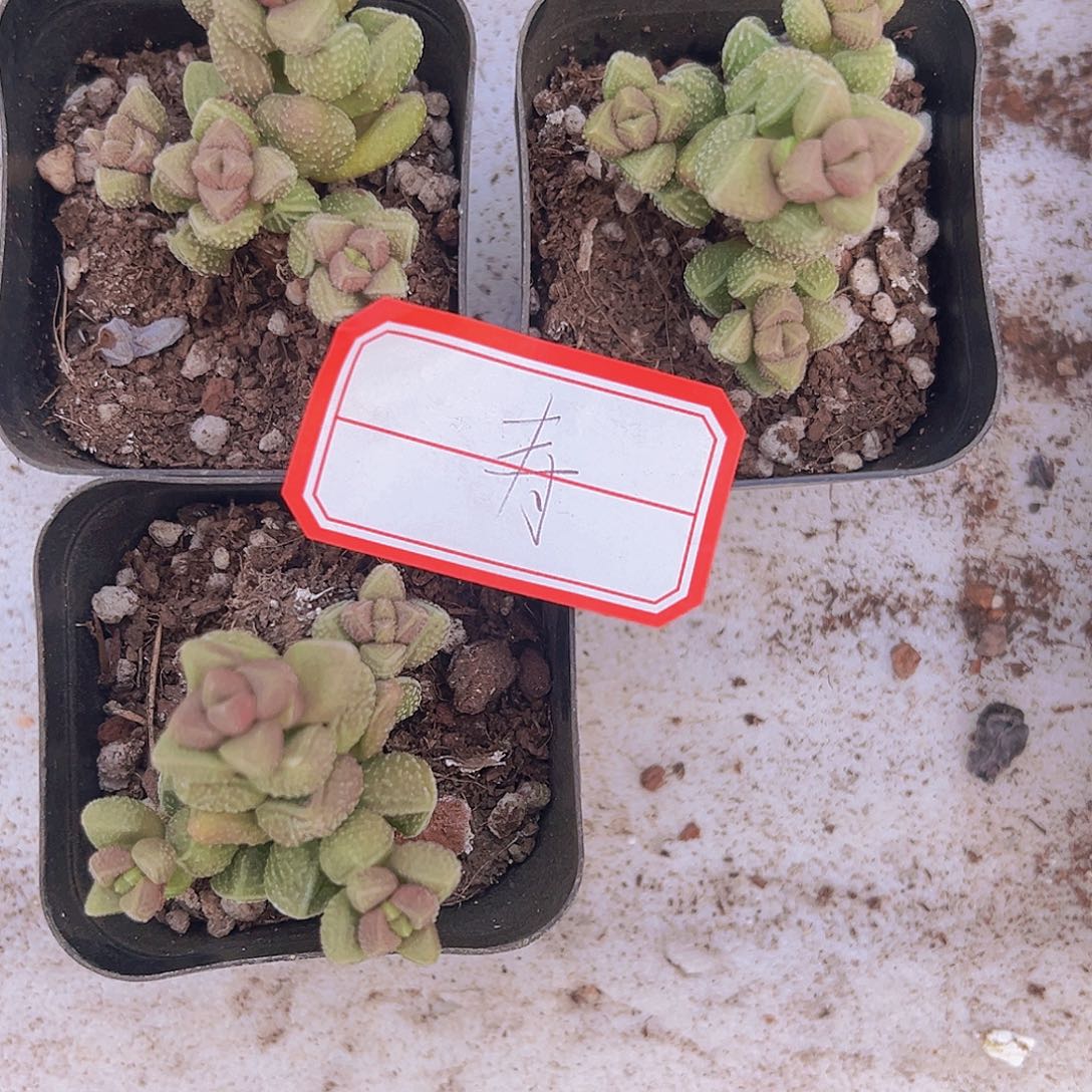 寿标签19包邮多肉