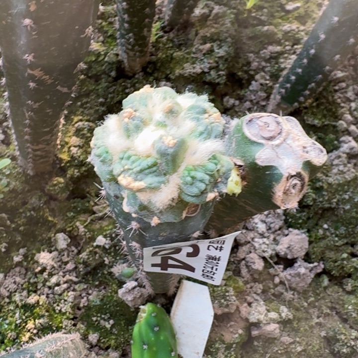 764怒涛牡丹仙人球