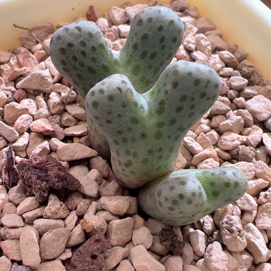 356。青蛙种源955d大型斑马