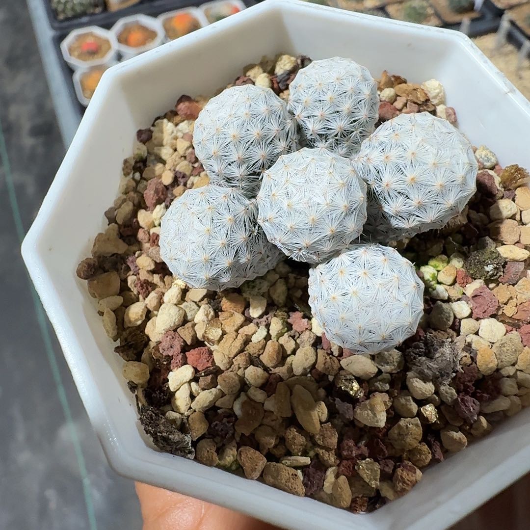 ****成实生白鸟带盆发货