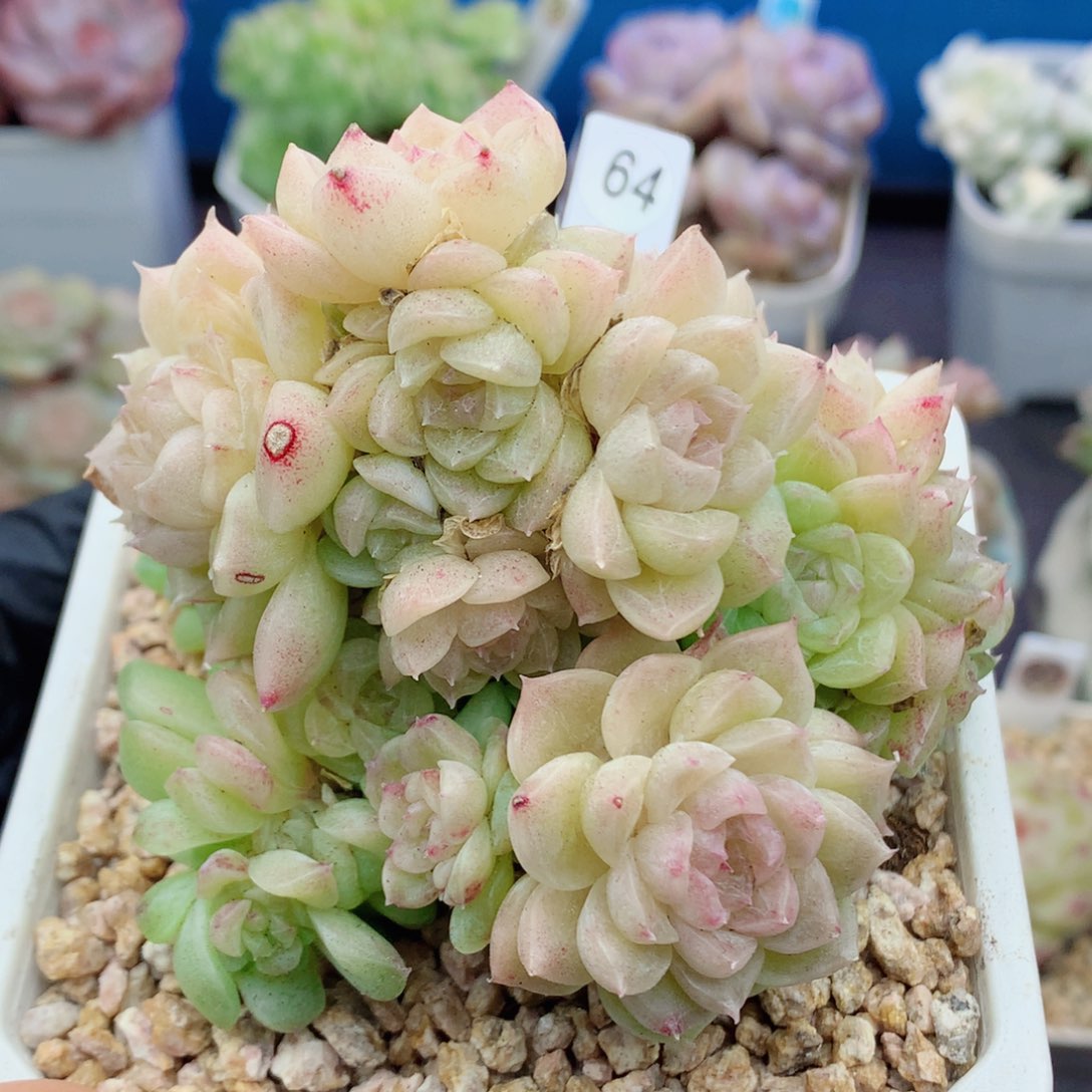 哈哈58包邮  群生不包整64