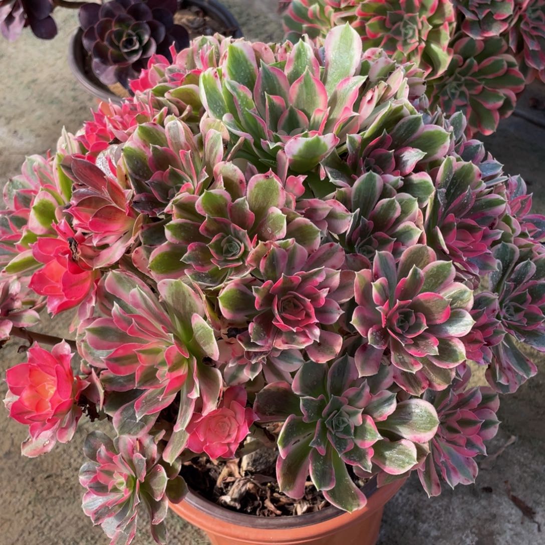 489大男神精品法师老桩