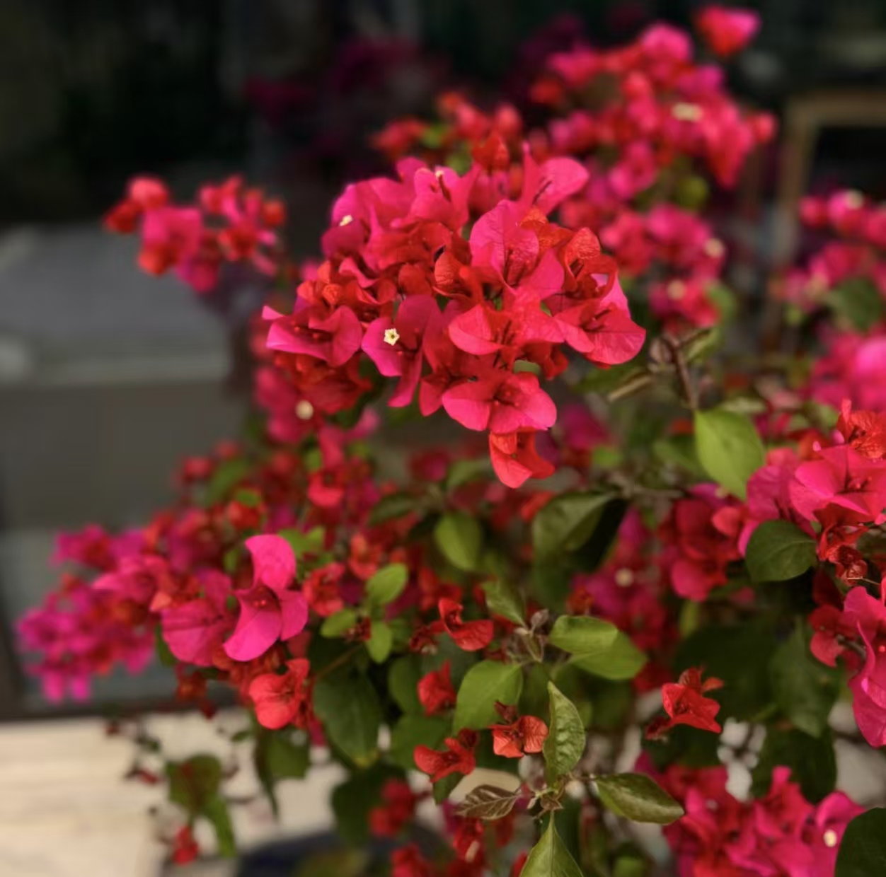 老桩中国红【掉花落叶缺水焉不售后介意慎拍以直播实物为准