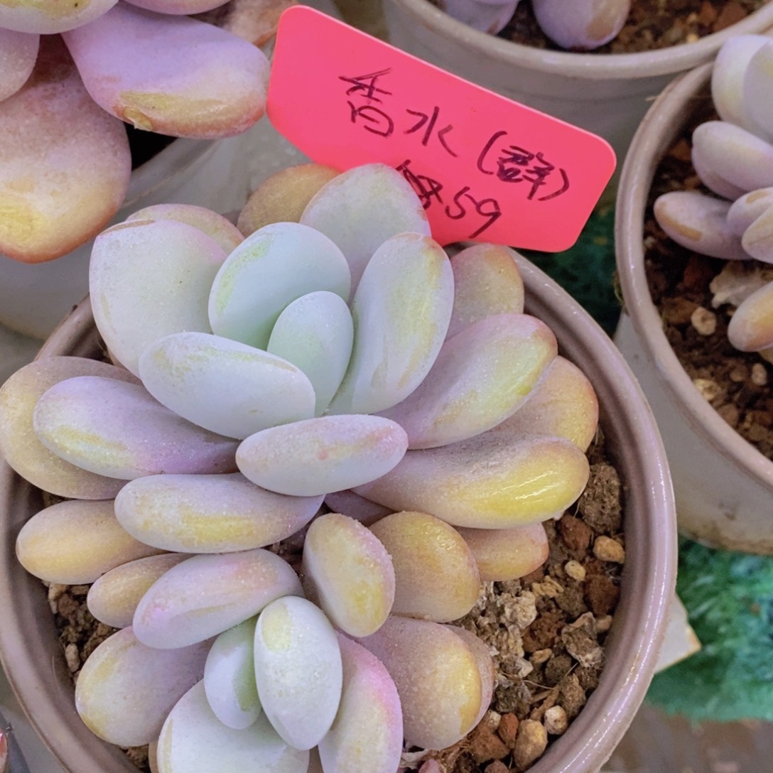 清货转场，一物一拍，看准