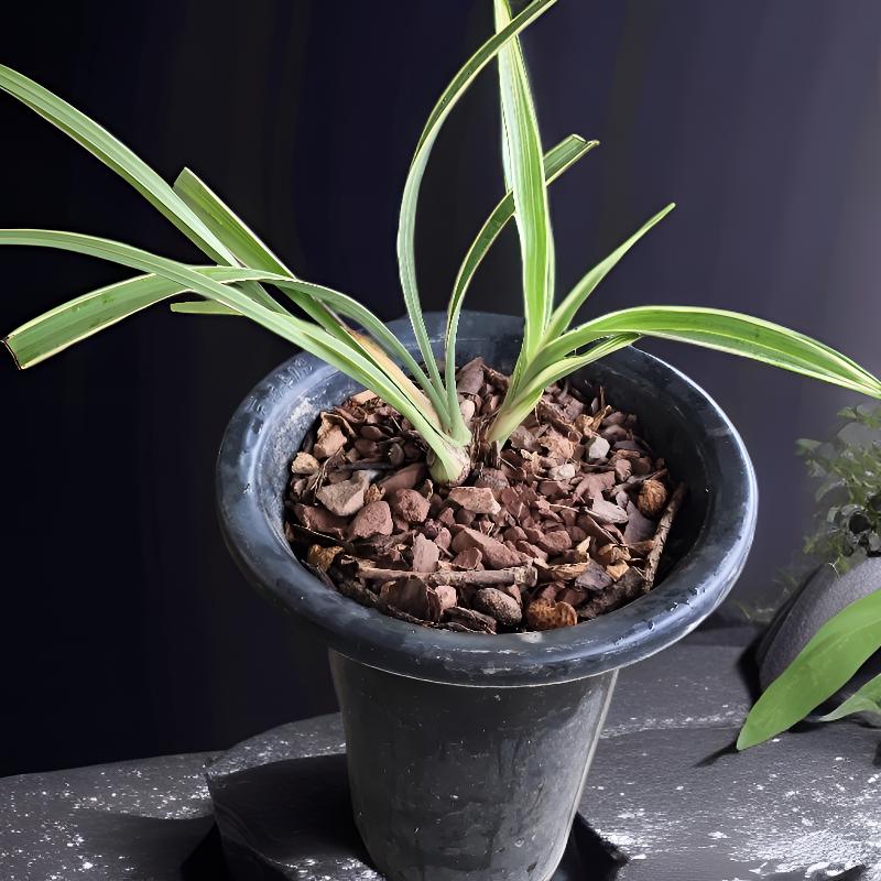 建兰峨眉雪三大壮苗