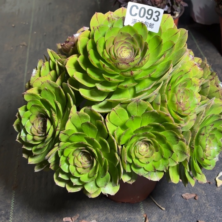 瑞妈一物一拍093有断枝，不包断枝