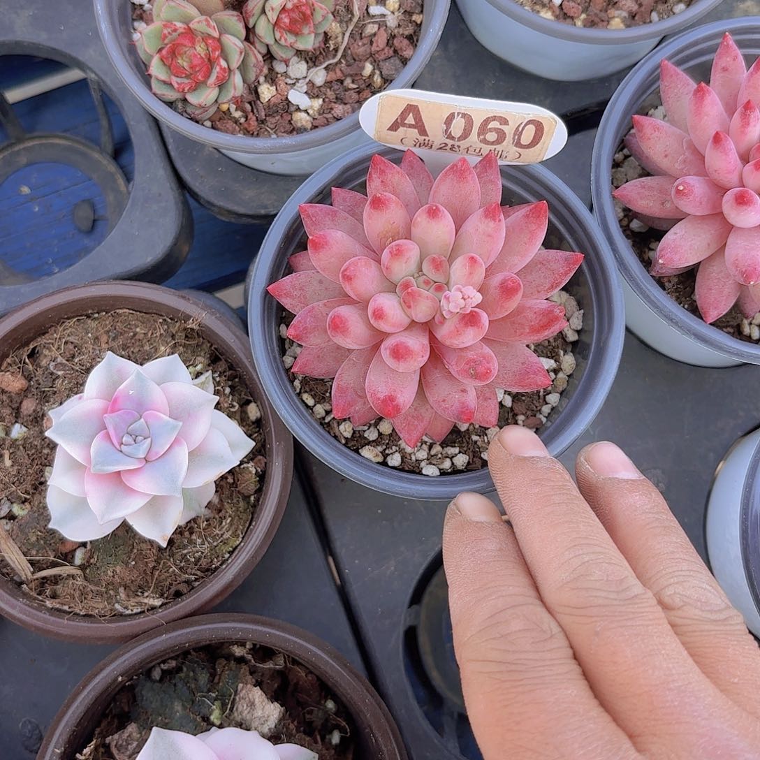 A060金鱼姬一物一拍