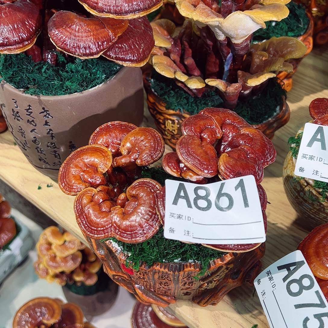 无花朵灵芝盆景861