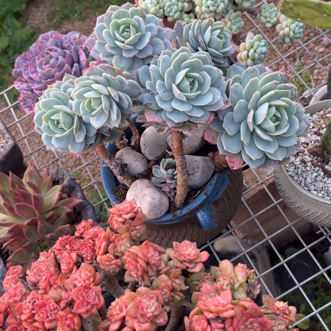 好姑娘多肉园艺，恋曲