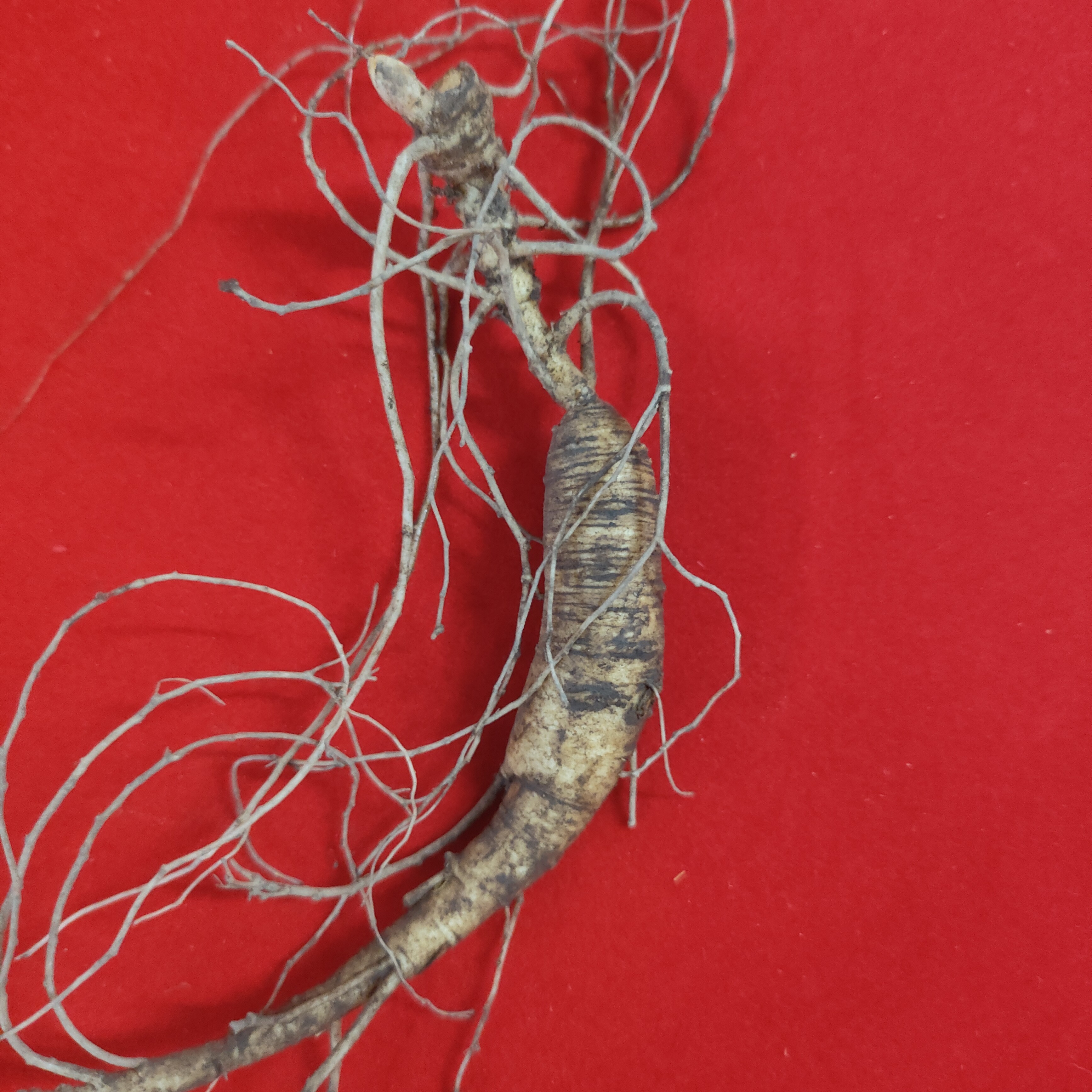 东北林下参 煲汤 泡酒