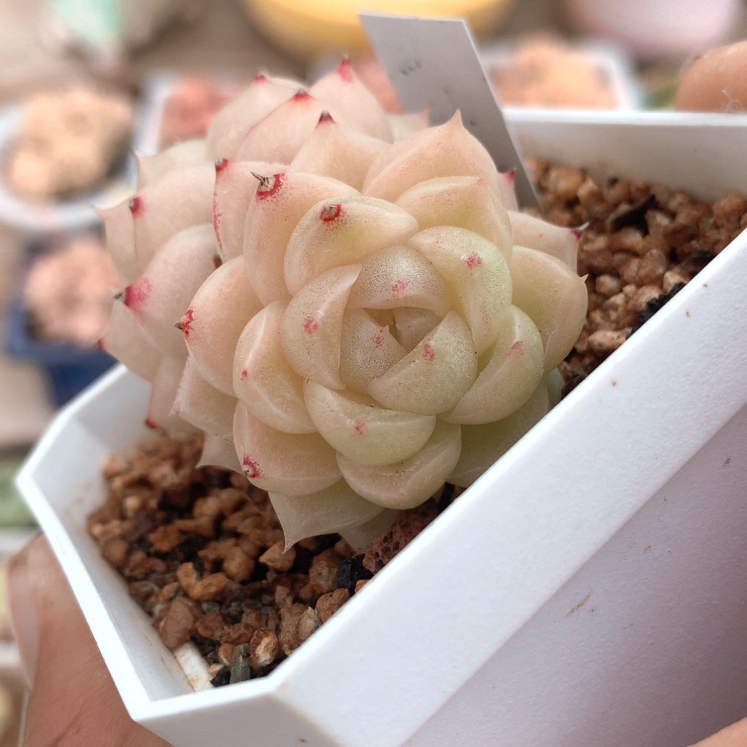052麦秆群不包整散