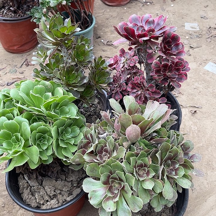 4棵玫瑰玫瑰玫瑰玫瑰
