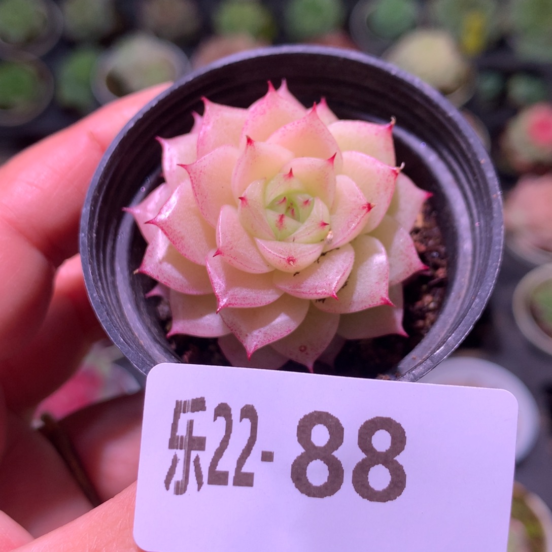 乐然22-88 麦秆单头 