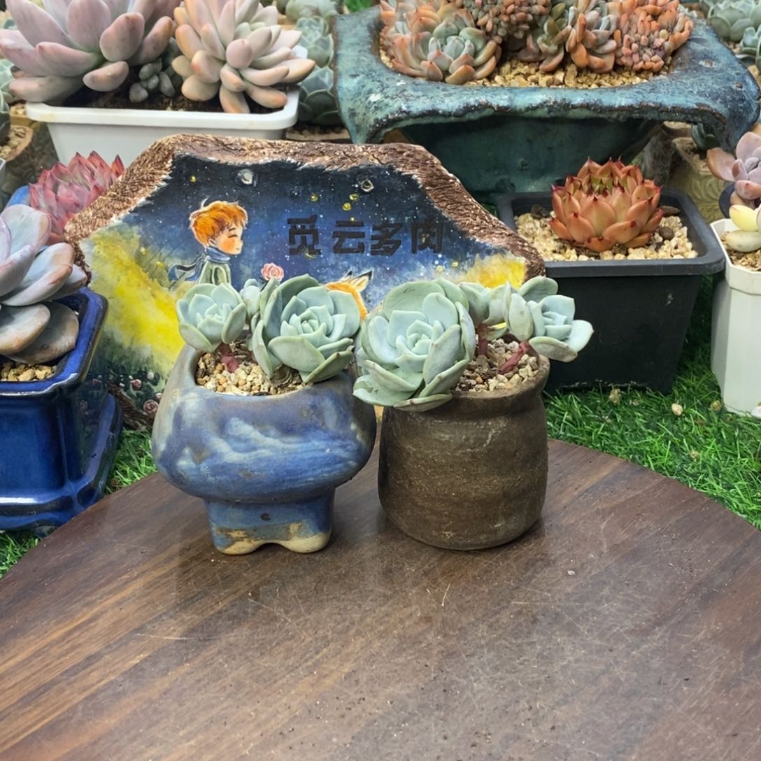 金***火莉莉安三头一物一拍