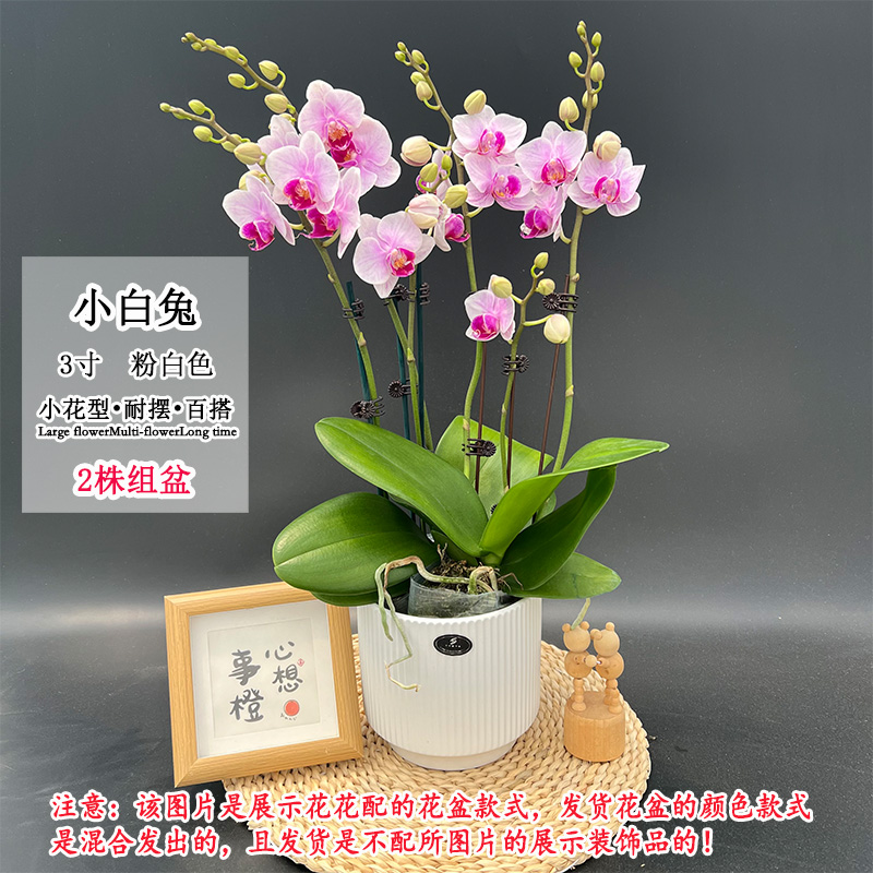 蝴蝶兰【小白兔】 新品种蜡质花 仙气小花型室内桌面好养花卉