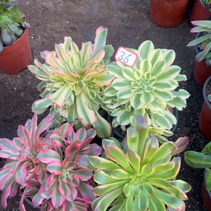 多肉植物36不售后