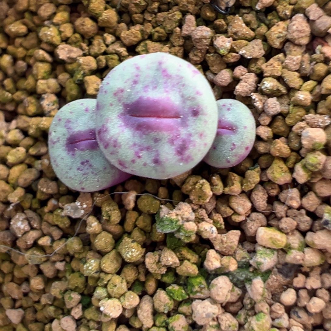 412号开播福利。           