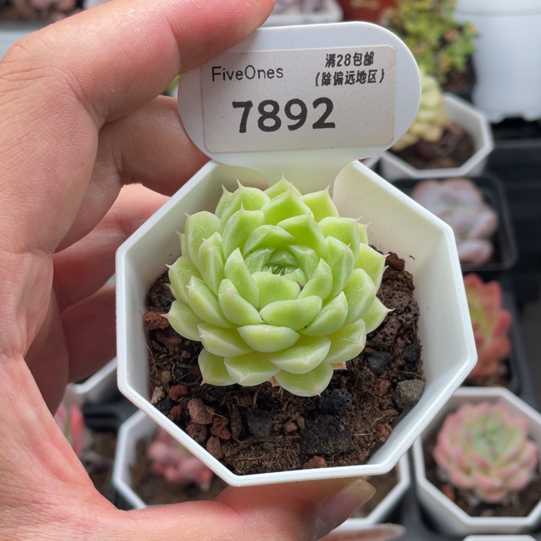 绿糖甜心7892-4.5厘米