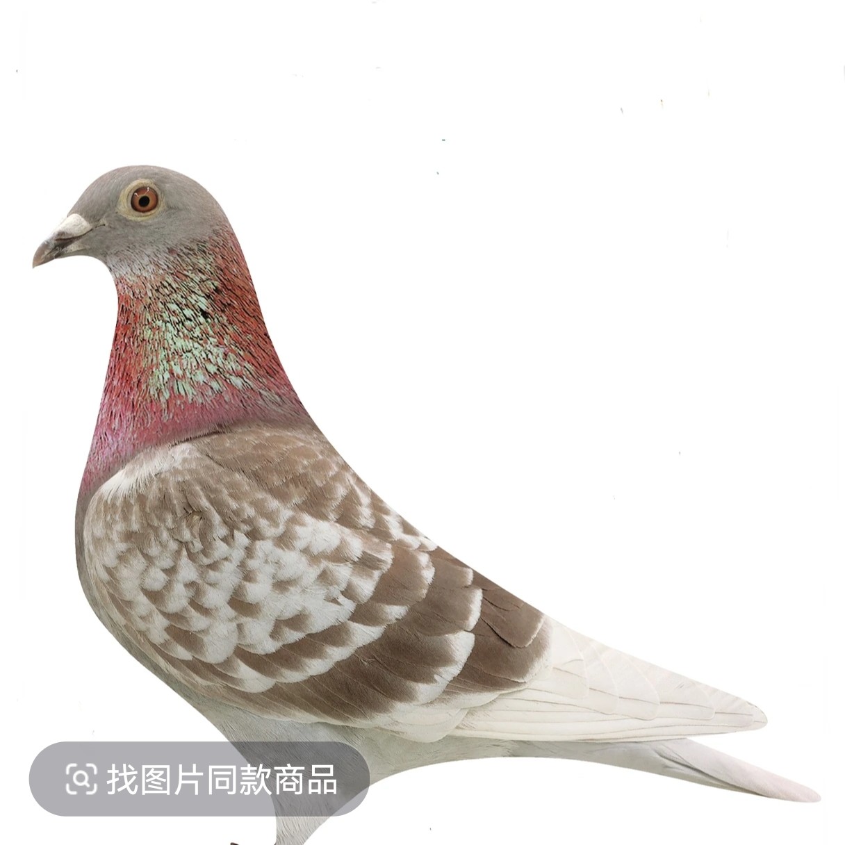 正宗红狐子代血统赛鸽幼鸽苗活的小信鸽公母正品