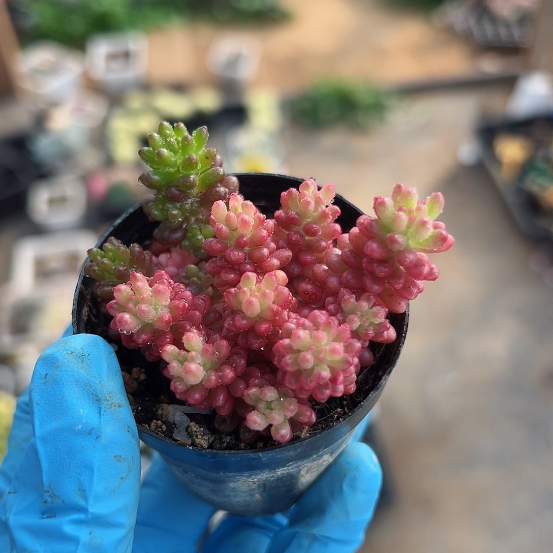 浆果锦，覆轮锦群生