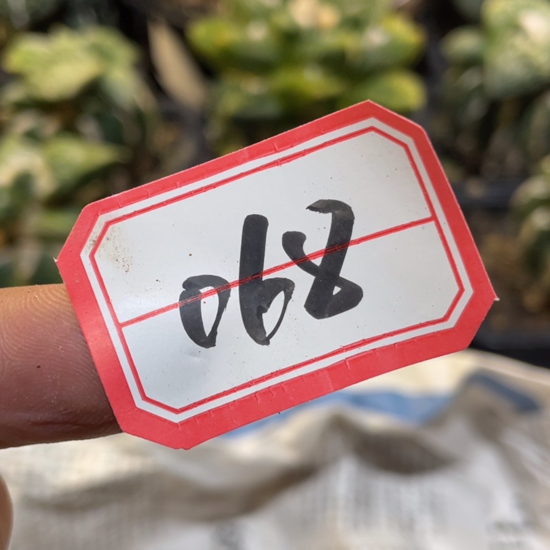 无花朵仙人球开花068