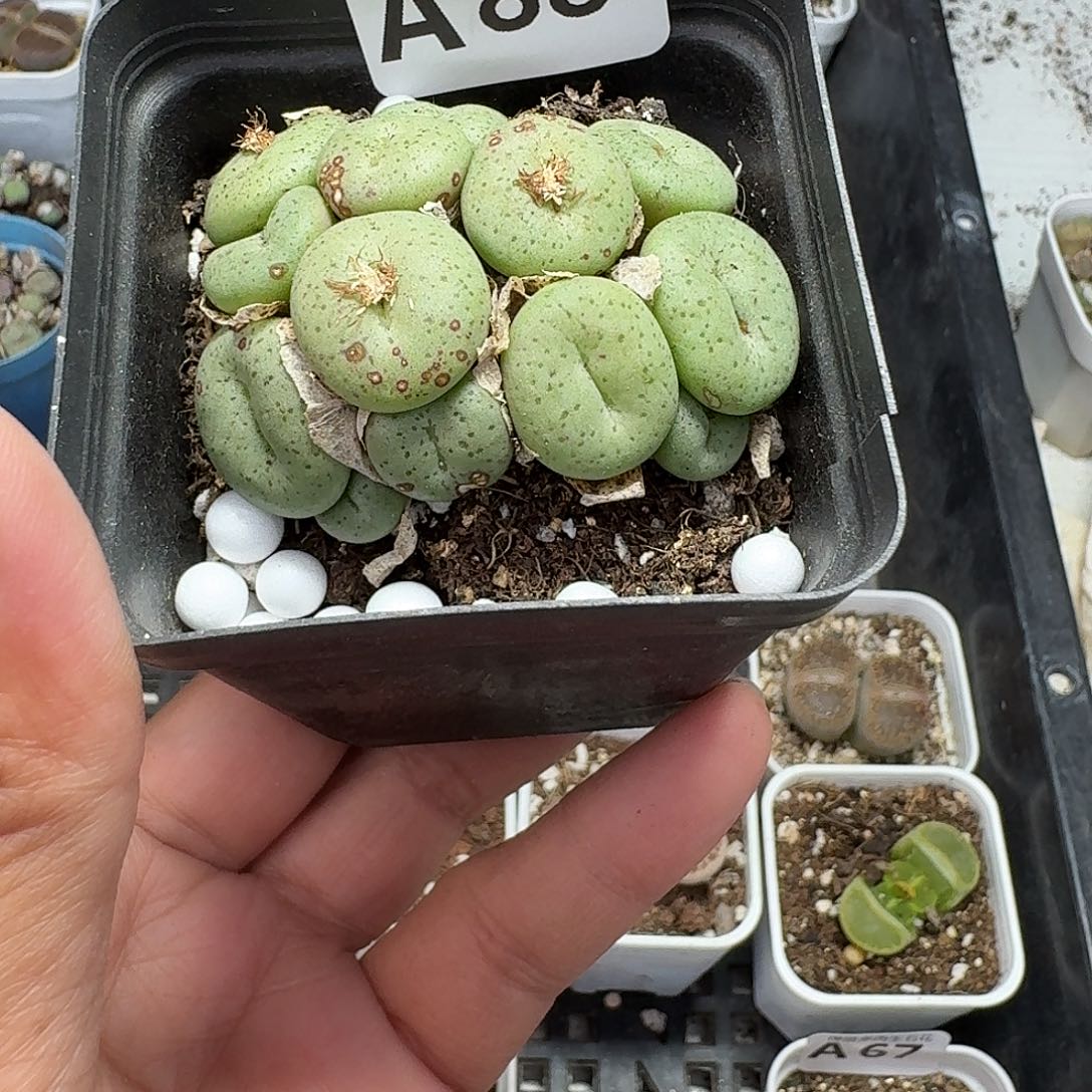 88多肉植物多肉植物