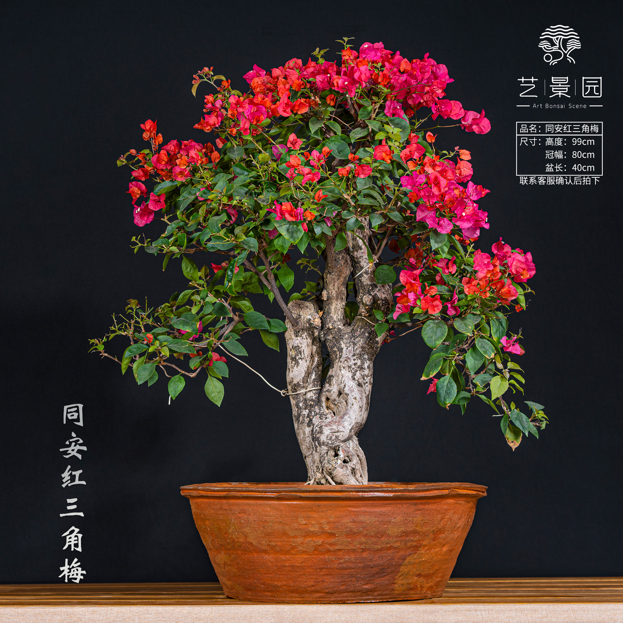 【艺景园·世农】通用链接一物一拍精品高端盆景艺术三角梅（3680）