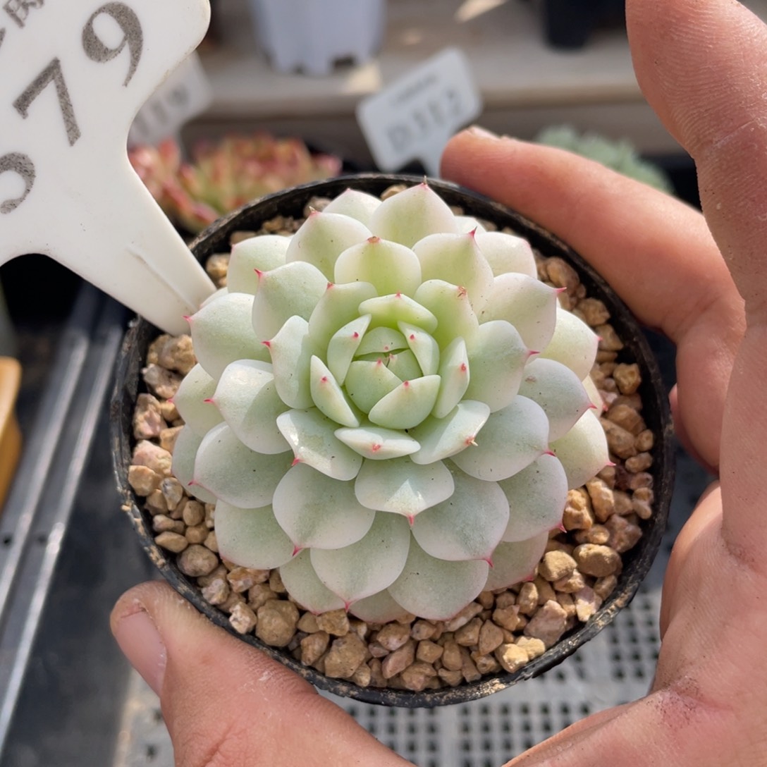 579静夜锦不带盆6厘米